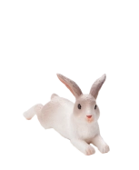 Mojo Králík ležící
