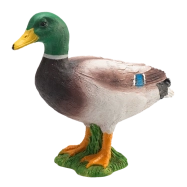 Mojo Kachna divoká kačer