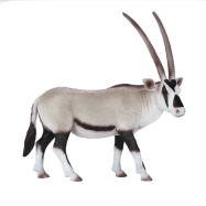 Mojo Přímorožec arabský