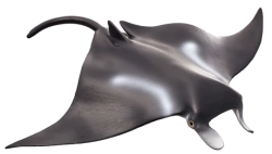 Mojo Rejnok manta
