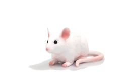 Mojo Myš