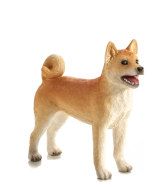Mojo Pes shiba-inu