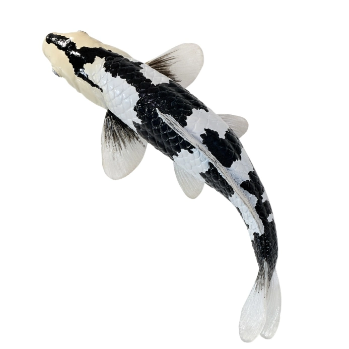Mojo Kapr koi shiro utsuri