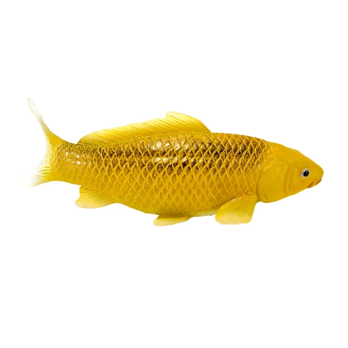 Mojo Kapr koi kin matsuba