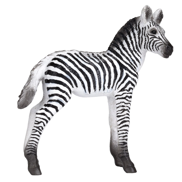 Mojo Zebra mládě