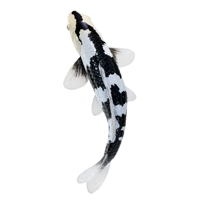 Mojo Kapr koi shiro utsuri