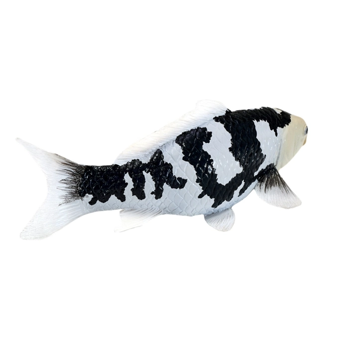Mojo Kapr koi shiro utsuri