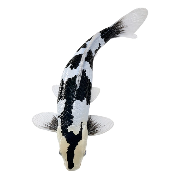Mojo Kapr koi shiro utsuri