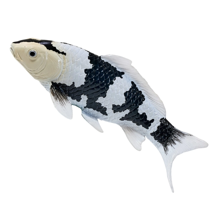 Mojo Kapr koi shiro utsuri