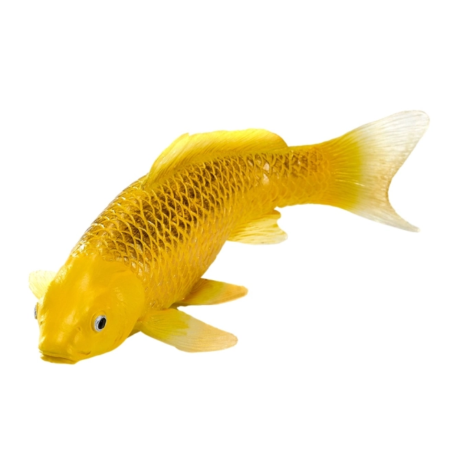 Mojo Kapr koi kin matsuba