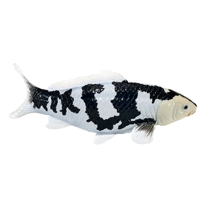Mojo Kapr koi shiro utsuri