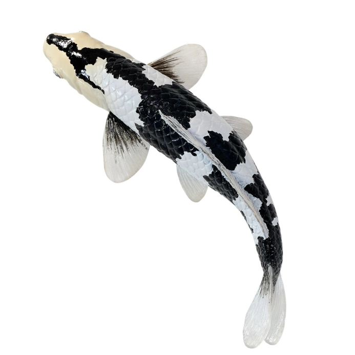 Mojo Kapr koi shiro utsuri