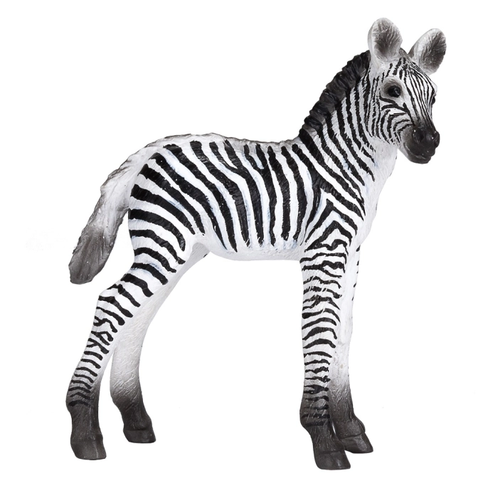 Mojo Zebra mládě