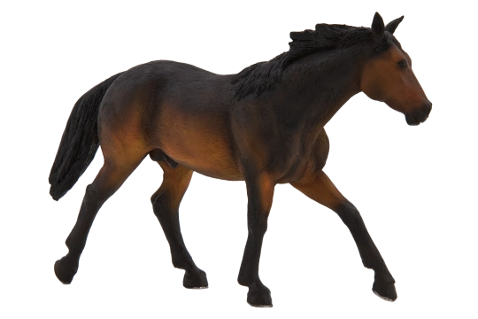 Mojo Quarter horse hnědák