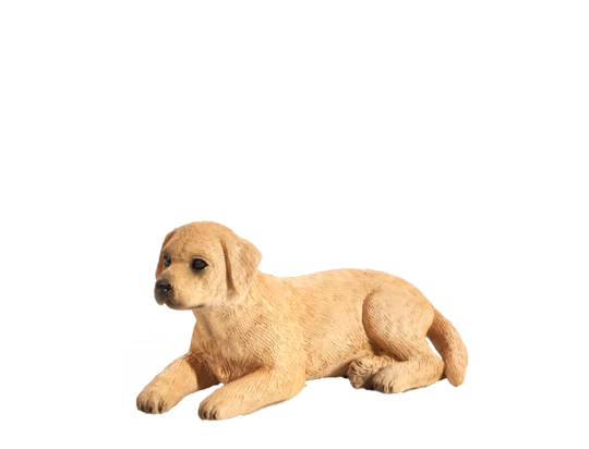 Mojo Labrador štěně