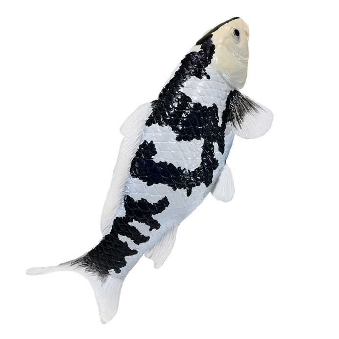 Mojo Kapr koi shiro utsuri