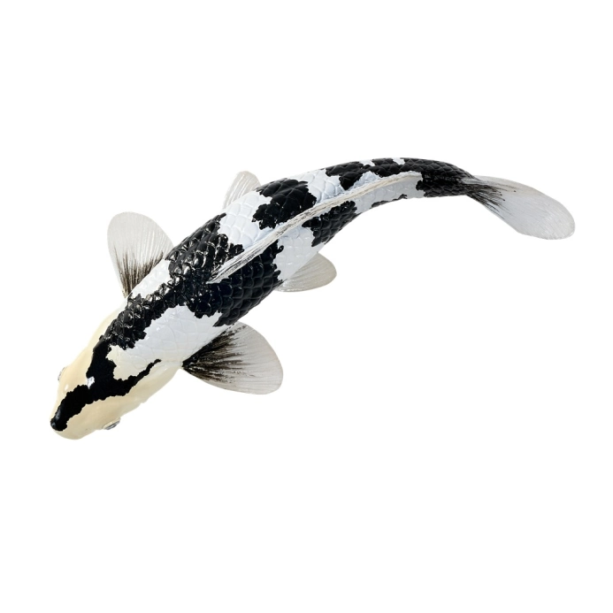 Mojo Kapr koi shiro utsuri
