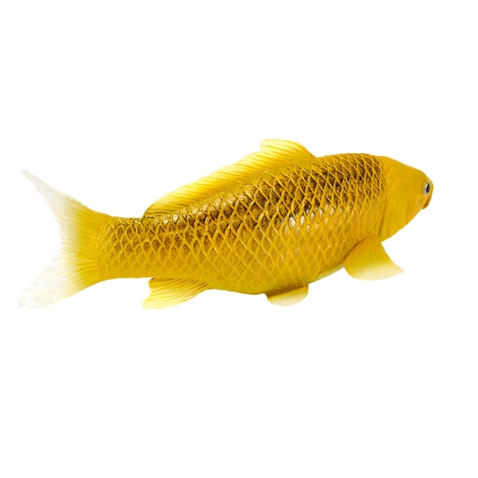 Mojo Kapr koi kin matsuba