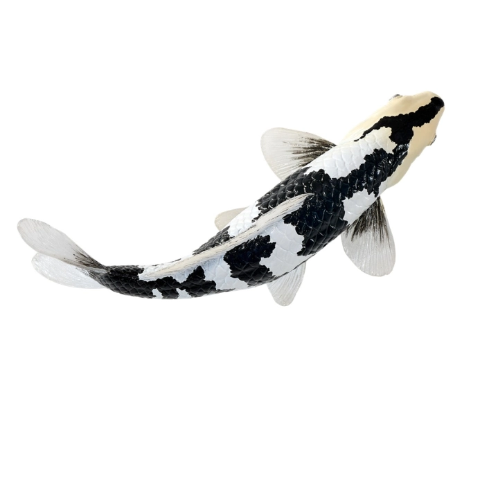 Mojo Kapr koi shiro utsuri