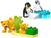 LEGO DUPLO – Rodiny divokých zvierat: Tučniaky a levy