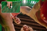 Insta360 GO 3/GO 3S lepiaca podložka 10 ks