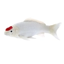 Mojo Kapr koi tancho