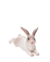 Mojo Králík ležící