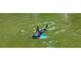 NINCOCEAN Shark RTR