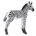 Mojo Zebra mládě