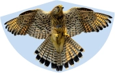 Lietajúci šarkan SOKOL – FALKE