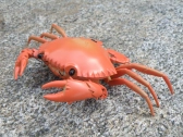 Krab na diaľkové ovládanie, oranžová