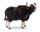 Mojo Gaur býk