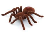 RC Tarantula
