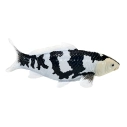 Mojo Kapr koi shiro utsuri