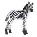 Mojo Zebra mládě