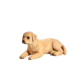 Mojo Labrador štěně