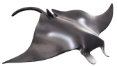 Mojo Rejnok manta