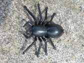 RC pavouk