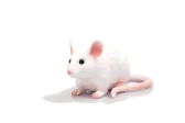 Mojo Myš