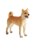 Mojo Pes shiba-inu